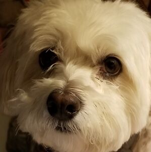 Meet your Posher, Lydia